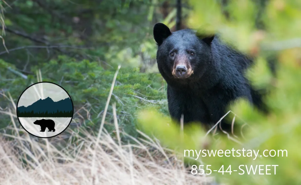 An exterior shot featuring a black bear amid lush greenery, symbolizing the natural beauty and adventurous spirit of the Smoky Mountains region. The vibrant foliage suggests a location rich in outdoor attractions and wildlife experiences.